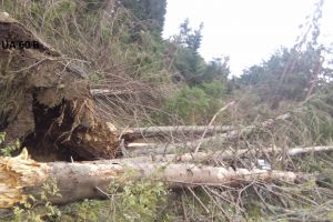 Mii de hectare de pădure DISTRUSE de FURTUNILE din ultimele zile! Care au fost cele mai afectate judeţe (FOTO)