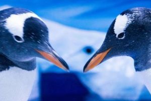 Cuplu gay de pinguini are un pui