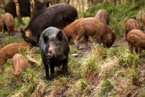 Pesta porcină a ajuns şi în judeţul Iaşi