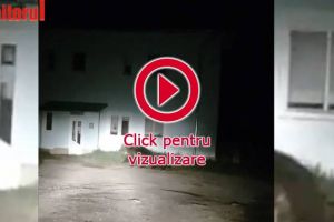 Autorităţile pregătesc o goană pentru a încerca să alunge ursoaica cu pui de la ...