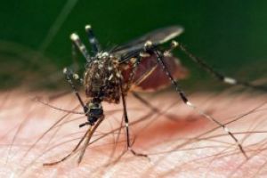 Ministerul Sanatatii recomanda masuri de prevenire a infectarilor cauzate de intepaturile de tantari