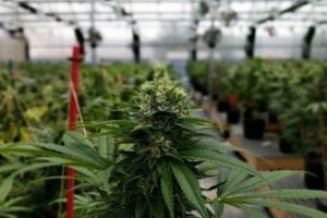 Ultima oră! Se legalizează canabisul în România! Semnături de la toate partidele  