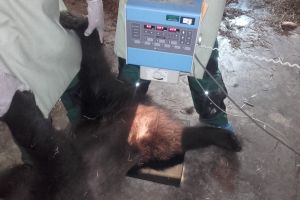 Foto- Ursoaica lovită de o maşină pe DN1 va fi operată