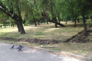 In Parcul Tabacarie din Constanta se lucreaza la amenajarea unui tarc pentru caini (galerie foto)