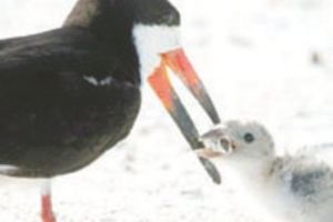 Pescăruşii din Florida îşi hrănesc puii cu chiştoace de ţigari