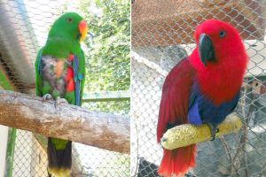 Vorbăreţii de la Zoo! Grădina Zoologică din Oradea a primit doi papagali vorbitori (VIDEO)