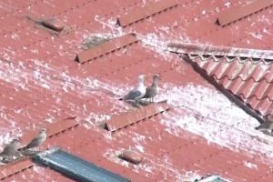 Pescăruşii din Sibiu – Motivul pentru care sunt din ce în ce mai mulţi