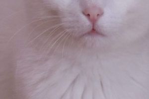 PIERDUT PISICUŢĂ albă, de rasă, în zona Bijuteria Teilor (str. Teilor). Rog mult cine a găsit-o să o restituie, este a unor copii care plâng în continuu după ea. Ofer recompensă. Posibil să se fi întors la locuinţa stăpânilor din zona Nord, bloc L5. O cheamă Masha. Tel. 0771014724 sau 0745223377.