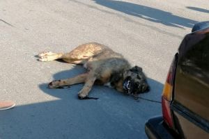 FOTO VIDEO Cruzime fără margini – Câine târât după o maşină pe străzile din Sibiu