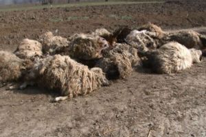 Zeci de oi moarte, lăsate să putrezească la marginea unui sat din Botoşani. Cine este responsabil de situaţia incredibilă
