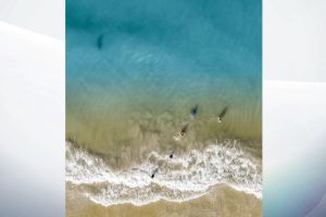 FOTO – Poza teribilă făcută de un fotograf – Un rechin înoată la câţiva metri de copiii săi