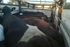 Transport ilegal de animale, depistat de poliţiştii gălăţeni