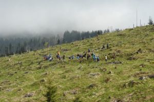Peste 100 de hectare tăiate la ras în Munţii Făgăraş şi Leaota au fost reîmpădurite