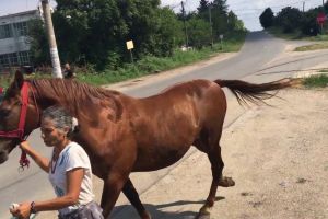 Proprietarul unui cal „vinovat” de distrugeri de circa 3.600 de lei, identificat de poliţiştii harghiteni, în comuna Mădăraş