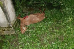 Ursoaica cu pui care îi terorizează pe câmpulungeni a omorât cinci capre