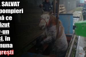 Cal salvat de pompieri după ce a căzut într-un beci, în comuna Negreşti