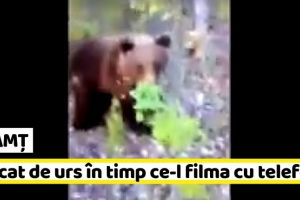 NEAMȚ: Atacat de urs în timp ce-l filma cu telefonul (VIDEO)