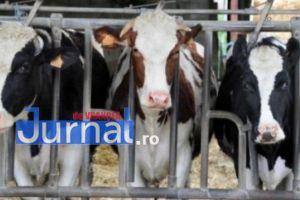 Bovine din Vrancea, transportate ilegal în Galaţi