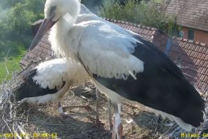 Urmăreşte live prin webcam: Puii de barză de Dumbrăvioara învaţă să zboare!