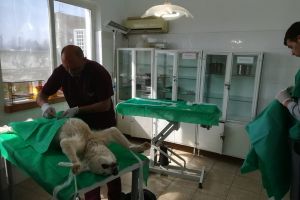 O nouă campanie de sterilizare GRATUITĂ a câinilor din curţile bacauanilor