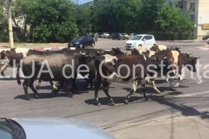 Imaginea zilei: Cu vacile prin oras! Cireada de vaci, pe bulevardul Aurel Vlaicu din Constanta (galerie foto+video)
