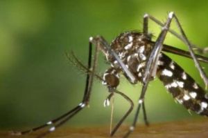 Războiul cu ţânţarii, faza pe Bucureşti. Armata lui Gabi Firea contraatacă