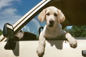 Canicula şi vremea toridă e resimţită şi de animale – Iată cum le putem ajuta