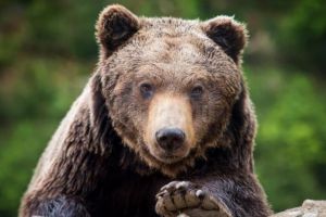 Jandarm atacat de urs la Holda-Broşteni