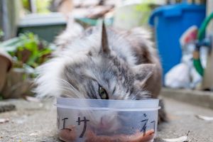 Arca lui Noe. Ghid nutriţional pentru pisica modernă