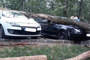 FOTO: Copac căzut peste două maşini, la Platoul Corneşti!