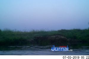 Imagini inedite cu un mistreţ…înotător