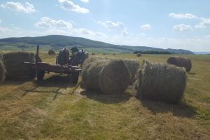 Un bărbat din Beclean s-a ales cu dosar penal pentru furtul unor baloţi de fân