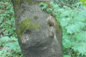 Fenomen straniu în pădurea Trivale. Un copac râde!