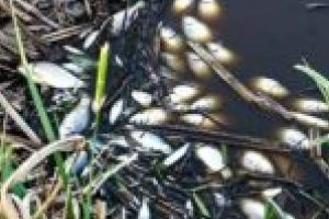 VIDEO. Poluare pe Timiş! Zeci de peşti morţi lângă staţia de epurare a Lugojului