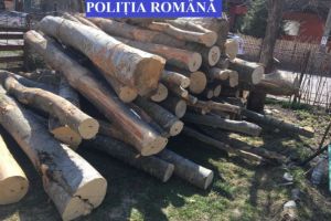 SCUTUL PĂDURII în Alba: 45 metri cubi de material lemnos în valoare de 15.750 lei, confiscaţi, în urma unor controale la Horea