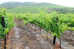 Argeşul a pierdut mii de hectare de viţă de vie