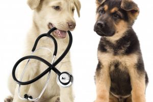 EXCLUSIV Sibiul – primul judeţ din România unde se va înfiinţa „SMURD-ul animalelor sălbatice”