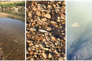 Sute de peşti morţi pe râul Timiş. Specialiştii fac cercetări pentru a determina cauza