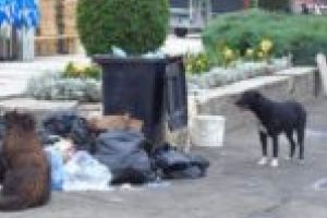 Responsabili de mici! Elevii unei şcoli învaţă autorităţile cum să rezolve problema câinilor vagabonzi