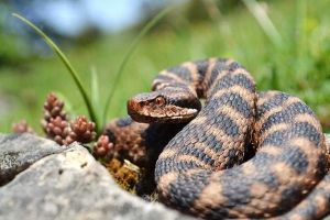 Atenţie pe unde călcaţi! Criză de ser antiviperin în unităţile sanitare ale judeţului Alba