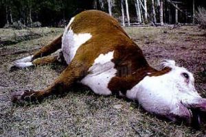 „Tigrul” şi...”omul”