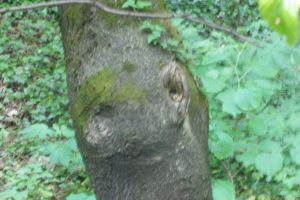 Explicaţii pentru MISTERIOSUL COPAC care râde în Piteşti!