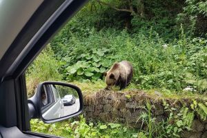 VIDEO FOTO Trafic îngreunat pe Transfăgărăşan din cauza unui urs