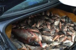 Politistii braileni au descoperit, intr-un mic portbagaj ce nu ar fi dat de banuit, 27 de kilograme de marfa de contrabanda