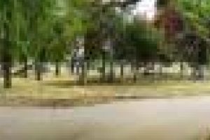 Constanta, un oras mai prietenos pentru iubitorii de animale