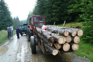 Molid transportat ilicit cu un tractor, pe raza comunei Joseni