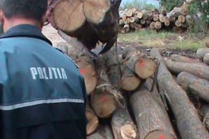 Aproape 10 mc de material lemnos confiscat de poliţişti în urma unei percheziţii, în comuna Căpâlniţa