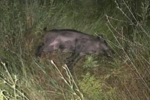 Mistreţul mort avea pestă