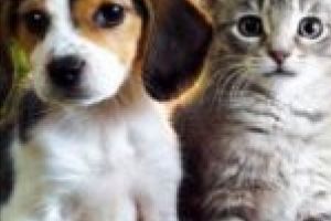 O nouă campanie de sterilizare pentru câinii şi pisicile din Moldova Nouă