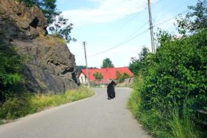 ”Strigăte de ajutor” de la Tulgheş, către Ministerul Mediului: Urşii sunt un pericol pentru vieţile omeneşti